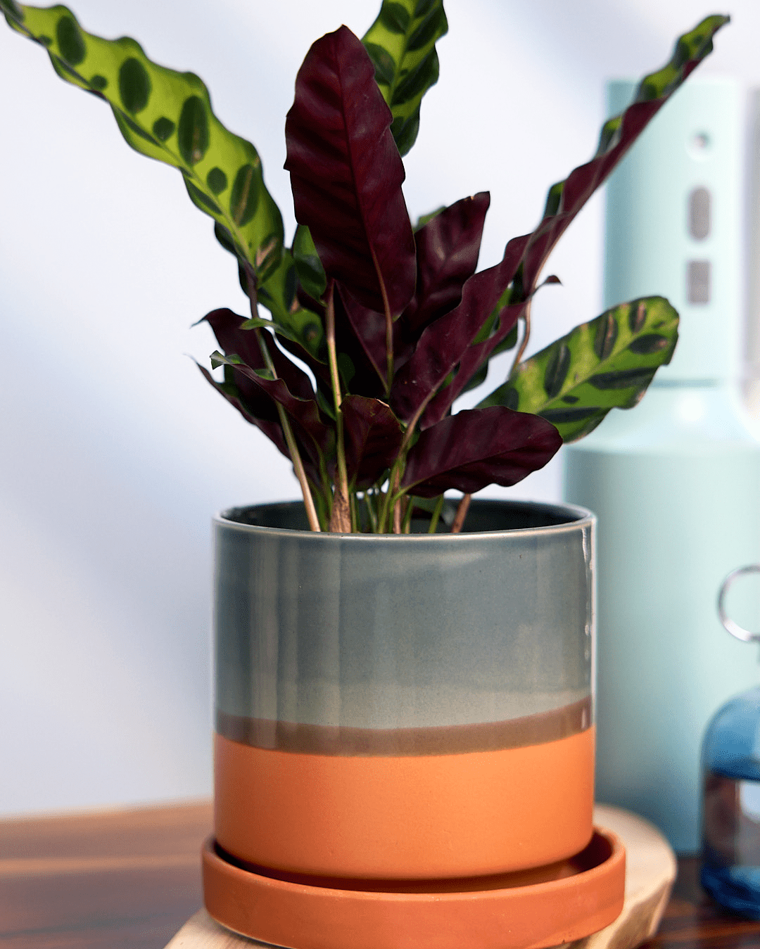 Minute Ceramic Pot And Saucer Set With Drainage - Chive Ceramics Studio - Pots - Chive Ceramics Studio