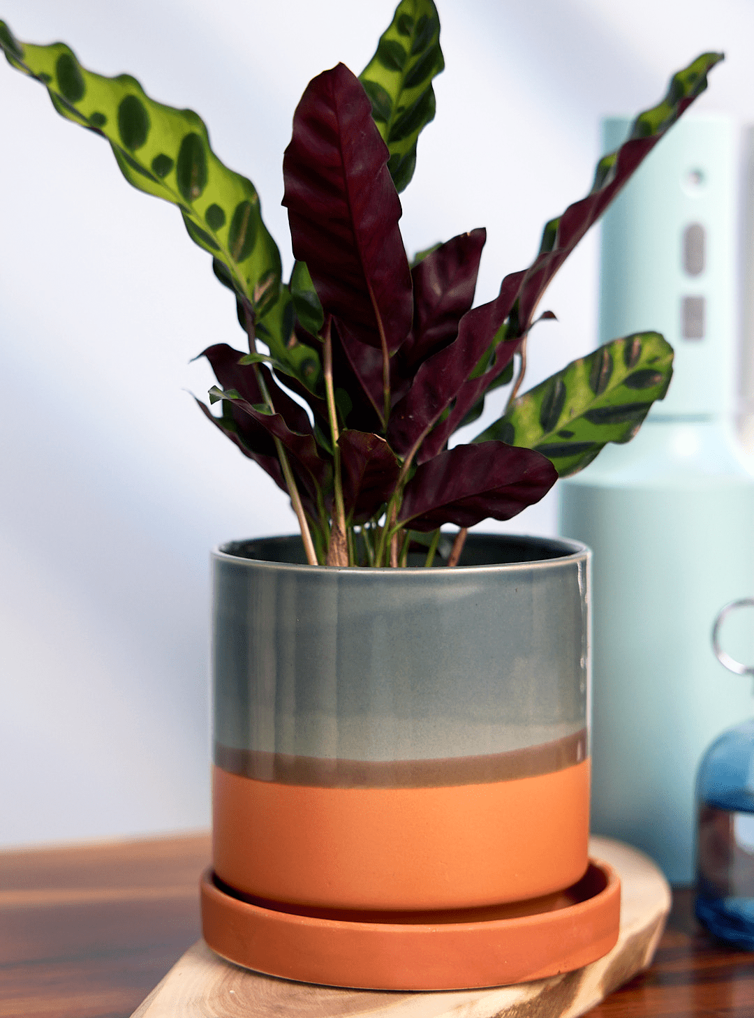 Minute Ceramic Pot And Saucer Set With Drainage - Chive Ceramics Studio - Pots - Chive Ceramics Studio