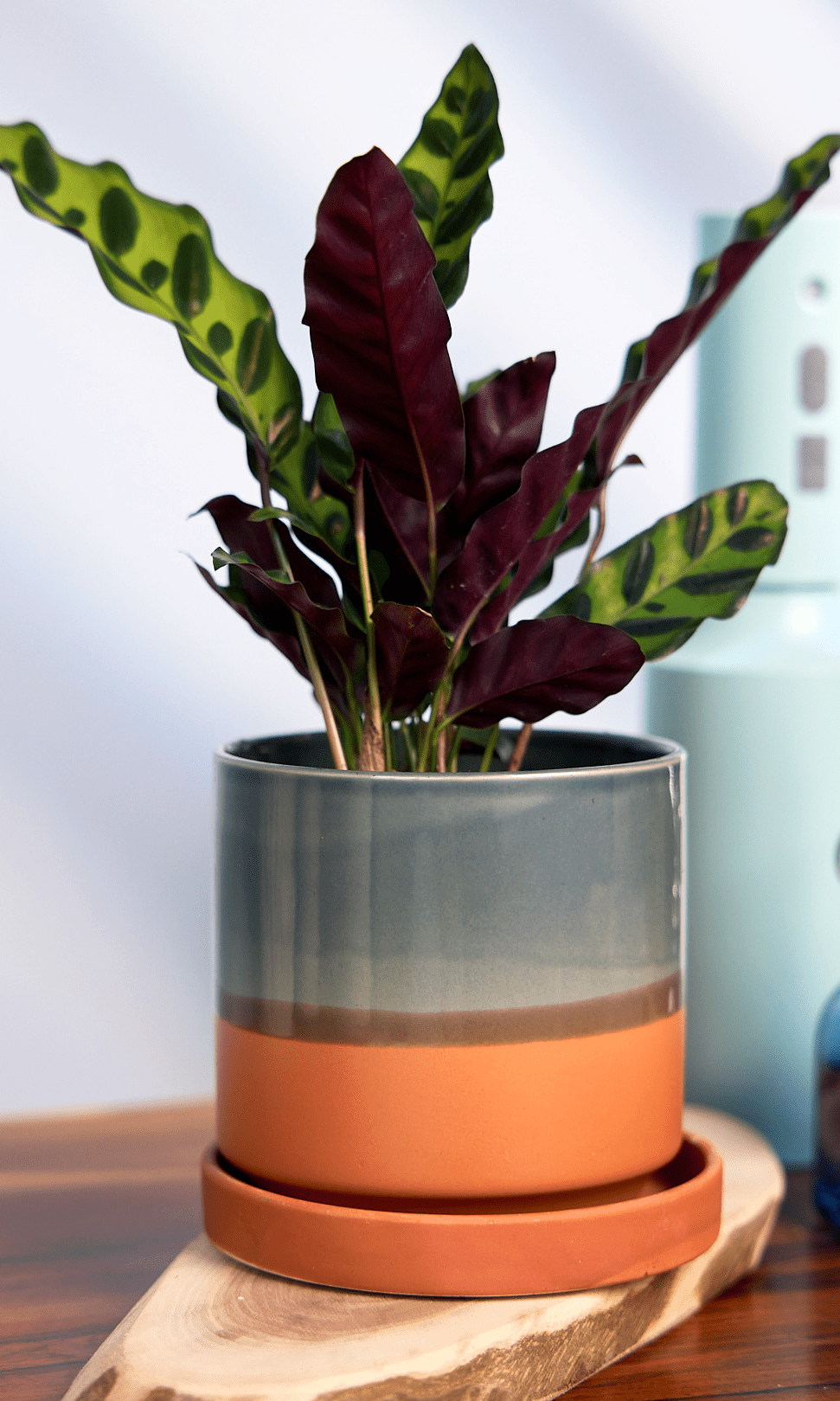 Minute Ceramic Pot And Saucer Set With Drainage - Chive Ceramics Studio - Pots - Chive Ceramics Studio