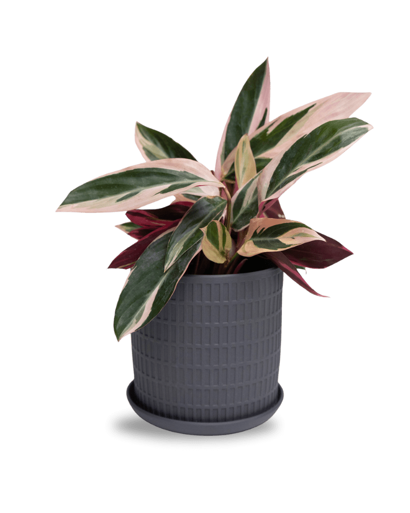 Virago 5" Porcelain Pot With Drainage Hole And Saucer - Chive Ceramics Studio - Pots - Chive Ceramics Studio