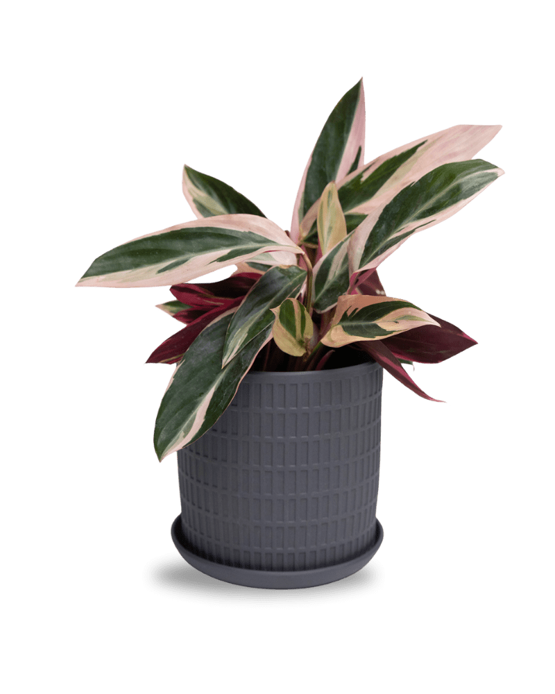 Virago 5" Porcelain Pot With Drainage Hole And Saucer - Chive Ceramics Studio - Pots - Chive Ceramics Studio