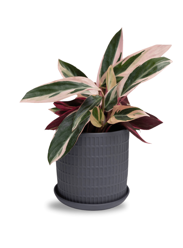 Virago 5" Porcelain Pot With Drainage Hole And Saucer - Chive Ceramics Studio - Pots - Chive Ceramics Studio