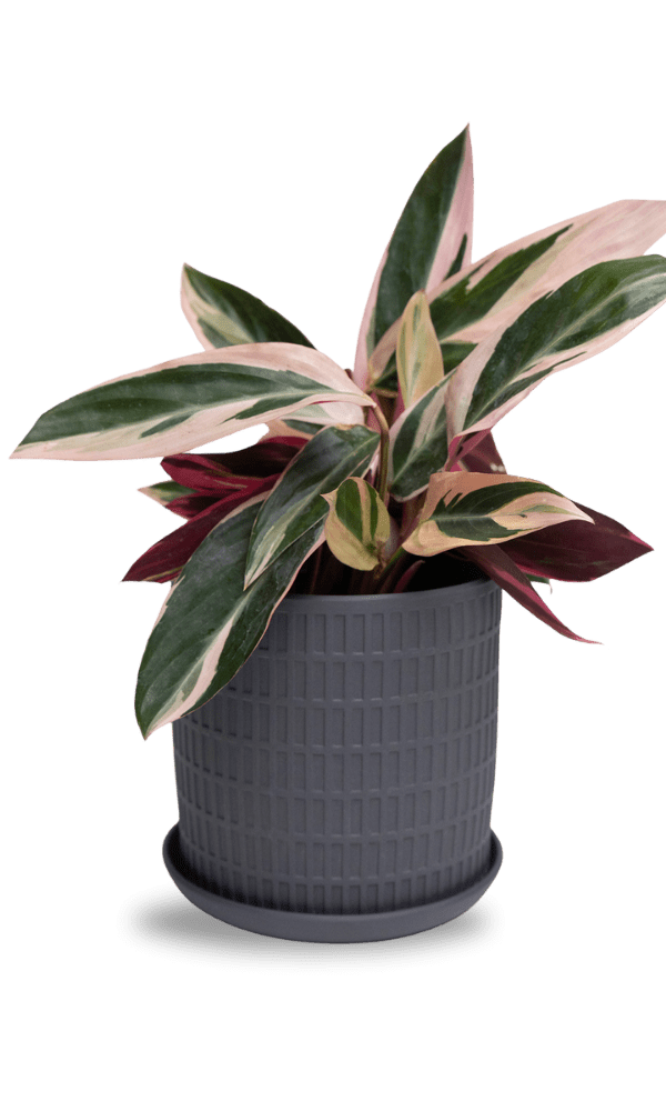 Virago 5" Porcelain Pot With Drainage Hole And Saucer - Chive Ceramics Studio - Pots - Chive Ceramics Studio