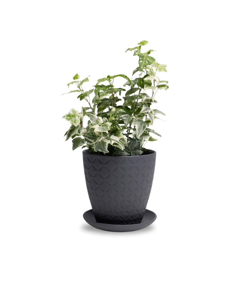 Virago 5" Porcelain Pot With Drainage Hole And Saucer - Chive Ceramics Studio - Pots - Chive Ceramics Studio