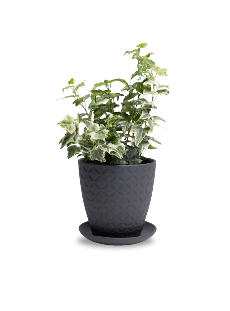 Virago 5" Porcelain Pot With Drainage Hole And Saucer - Chive Ceramics Studio - Pots - Chive Ceramics Studio