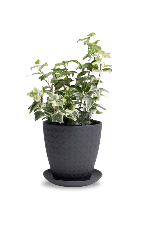 Virago 5" Porcelain Pot With Drainage Hole And Saucer - Chive Ceramics Studio - Pots - Chive Ceramics Studio