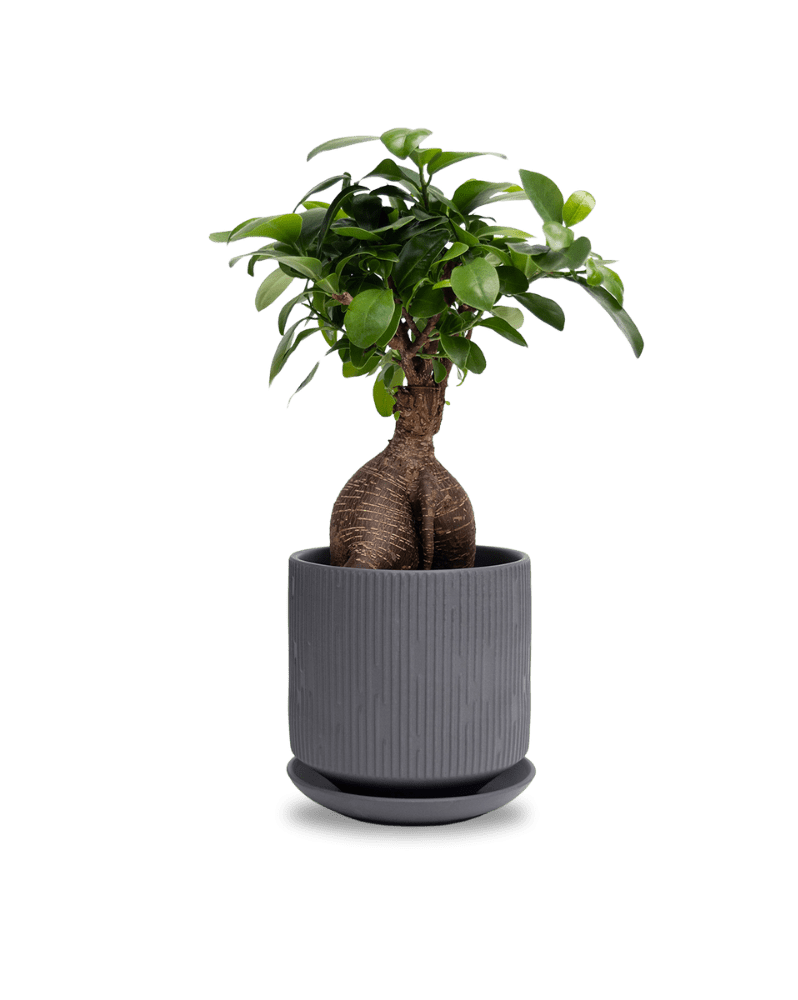 Virago 5" Porcelain Pot With Drainage Hole And Saucer - Chive Ceramics Studio - Pots - Chive Ceramics Studio