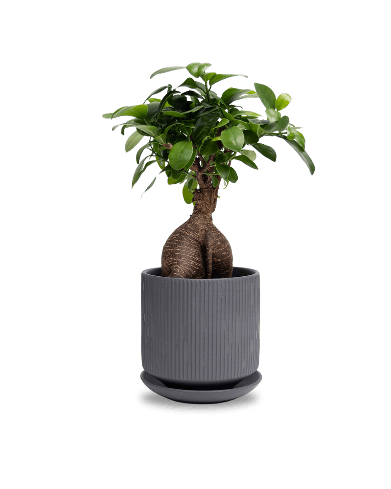 Virago 5" Porcelain Pot With Drainage Hole And Saucer - Chive Ceramics Studio - Pots - Chive Ceramics Studio