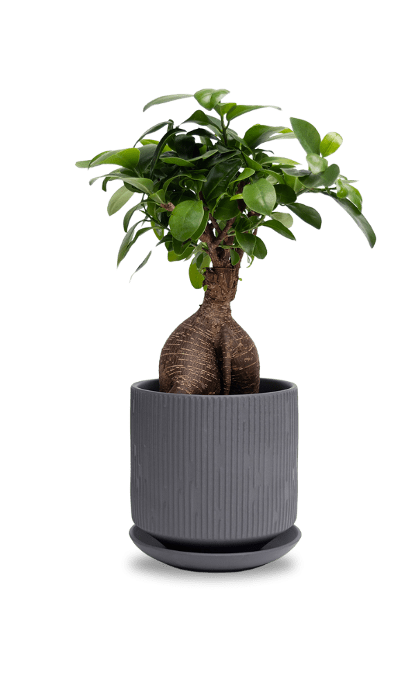 Virago 5" Porcelain Pot With Drainage Hole And Saucer - Chive Ceramics Studio - Pots - Chive Ceramics Studio