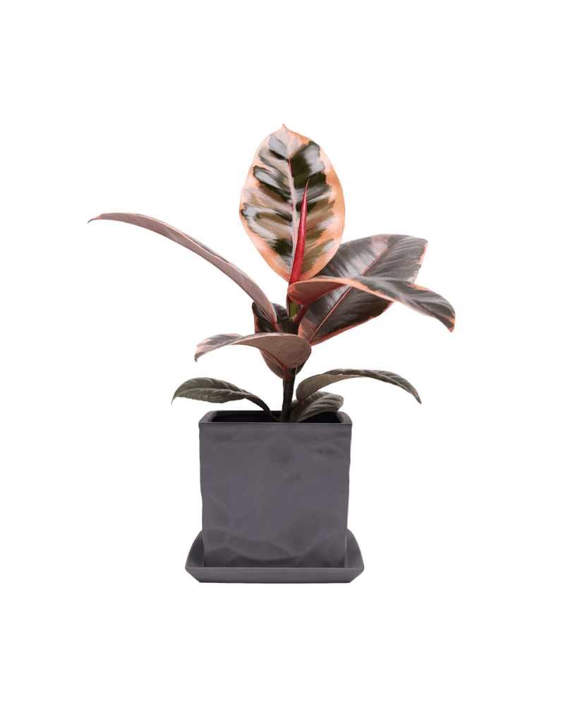 Virago 5" Porcelain Pot With Drainage Hole And Saucer - Chive Ceramics Studio - Pots - Chive Ceramics Studio