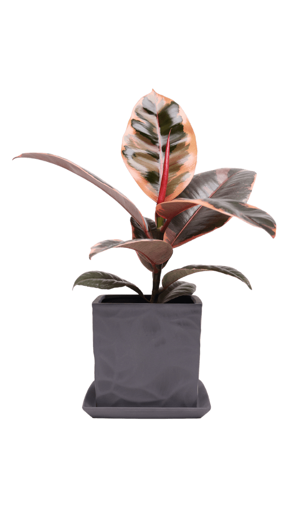 Virago 5" Porcelain Pot With Drainage Hole And Saucer - Chive Ceramics Studio - Pots - Chive Ceramics Studio