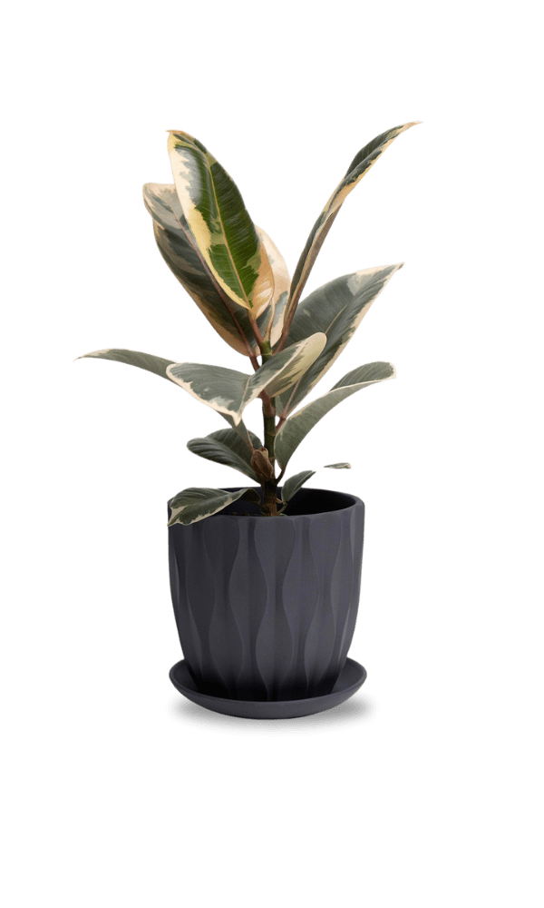 Virago 5" Porcelain Pot With Drainage Hole And Saucer - Chive Ceramics Studio - Pots - Chive Ceramics Studio