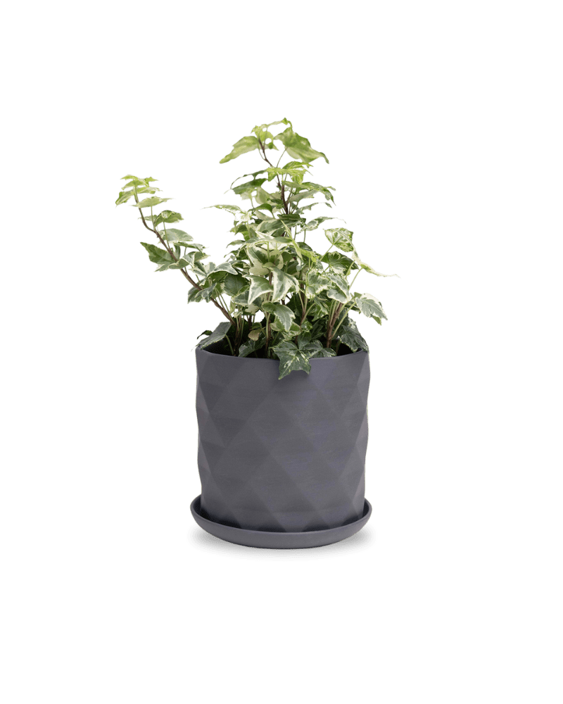 Virago 5" Porcelain Pot With Drainage Hole And Saucer - Chive Ceramics Studio - Pots - Chive Ceramics Studio