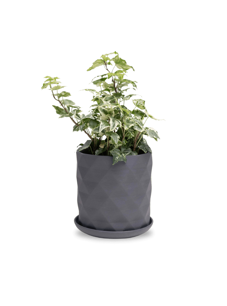 Virago 5" Porcelain Pot With Drainage Hole And Saucer - Chive Ceramics Studio - Pots - Chive Ceramics Studio