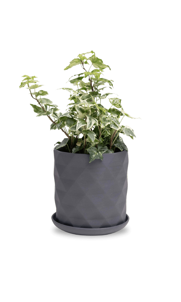 Virago 5" Porcelain Pot With Drainage Hole And Saucer - Chive Ceramics Studio - Pots - Chive Ceramics Studio