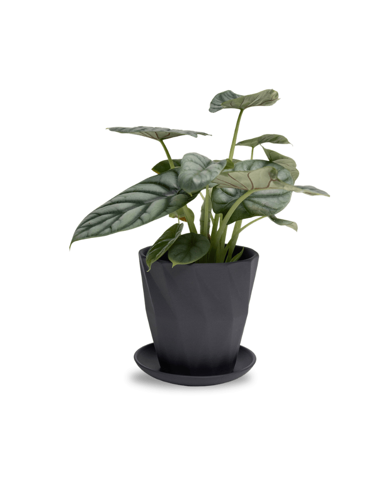 Virago 5" Porcelain Pot With Drainage Hole And Saucer - Chive Ceramics Studio - Pots - Chive Ceramics Studio