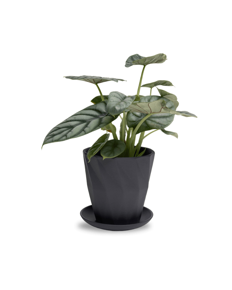 Virago 5" Porcelain Pot With Drainage Hole And Saucer - Chive Ceramics Studio - Pots - Chive Ceramics Studio