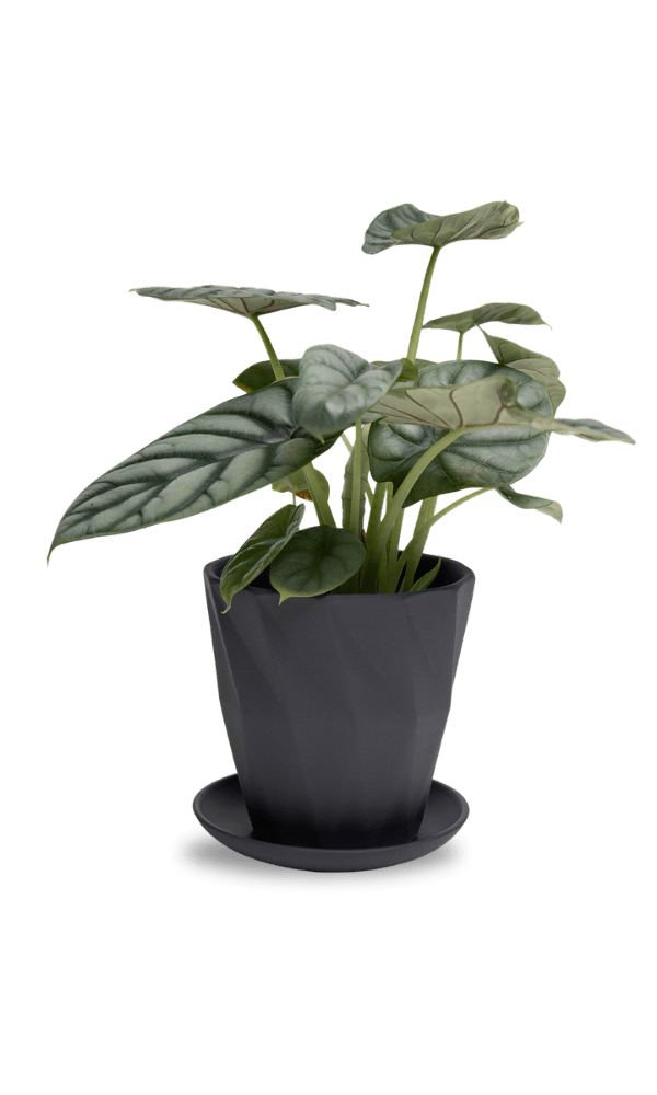 Virago 5" Porcelain Pot With Drainage Hole And Saucer - Chive Ceramics Studio - Pots - Chive Ceramics Studio