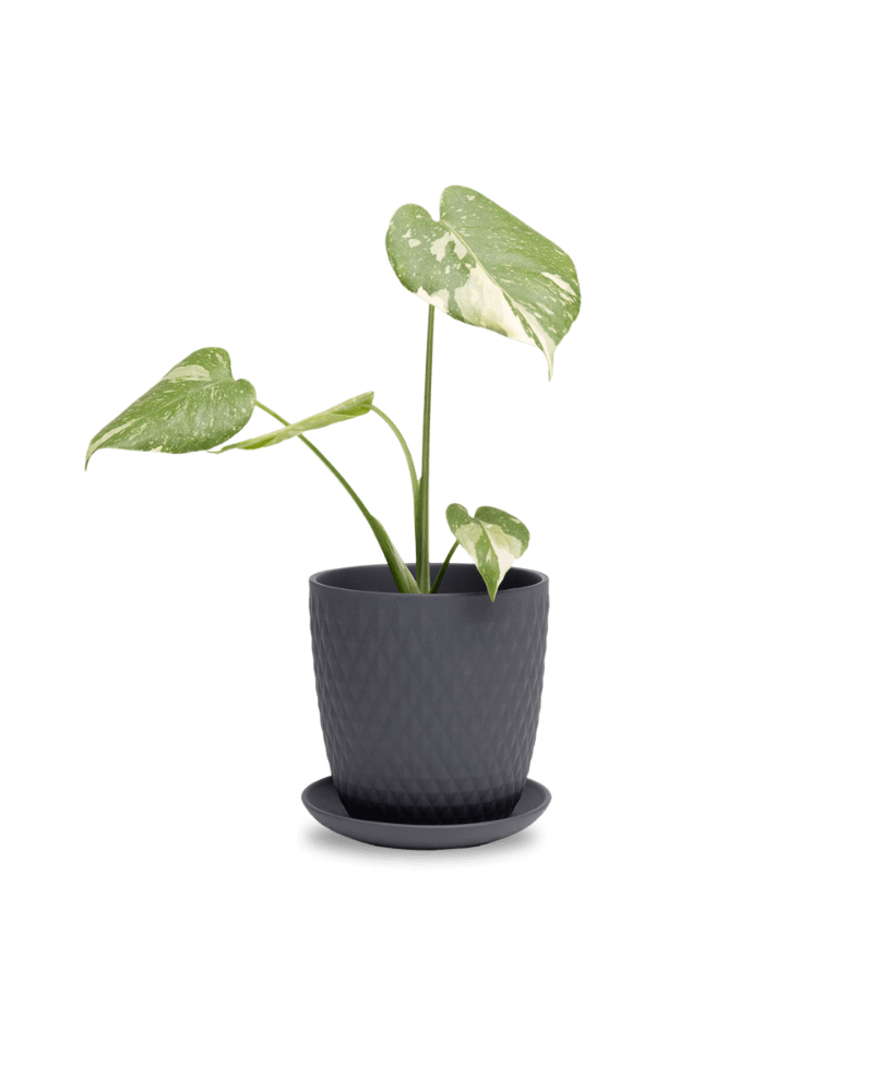 Virago 5" Porcelain Pot With Drainage Hole And Saucer - Chive Ceramics Studio - Pots - Chive Ceramics Studio