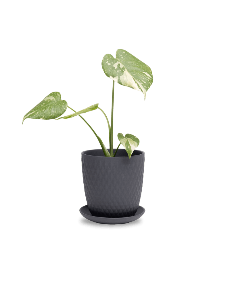 Virago 5" Porcelain Pot With Drainage Hole And Saucer - Chive Ceramics Studio - Pots - Chive Ceramics Studio