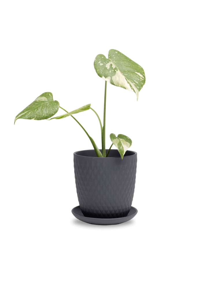 Virago 5" Porcelain Pot With Drainage Hole And Saucer - Chive Ceramics Studio - Pots - Chive Ceramics Studio