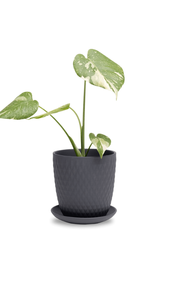 Virago 5" Porcelain Pot With Drainage Hole And Saucer - Chive Ceramics Studio - Pots - Chive Ceramics Studio