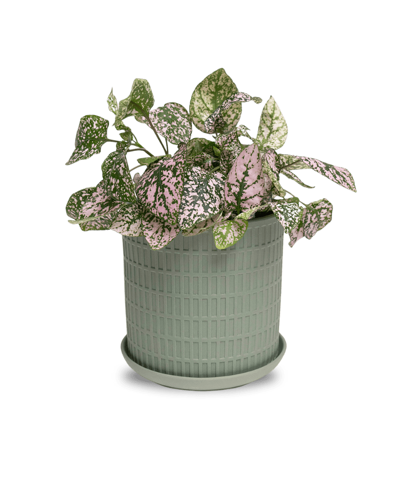 Virago 5" Porcelain Pot With Drainage Hole And Saucer - Chive Ceramics Studio - Pots - Chive Ceramics Studio