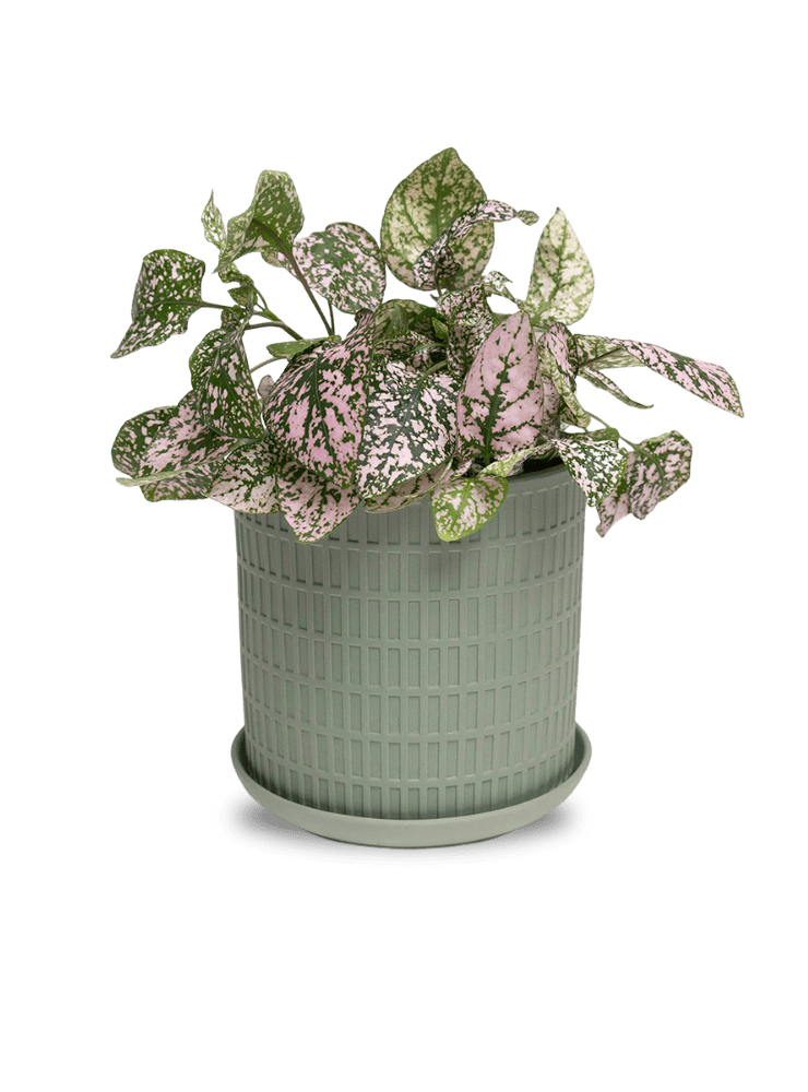 Virago 5" Porcelain Pot With Drainage Hole And Saucer - Chive Ceramics Studio - Pots - Chive Ceramics Studio