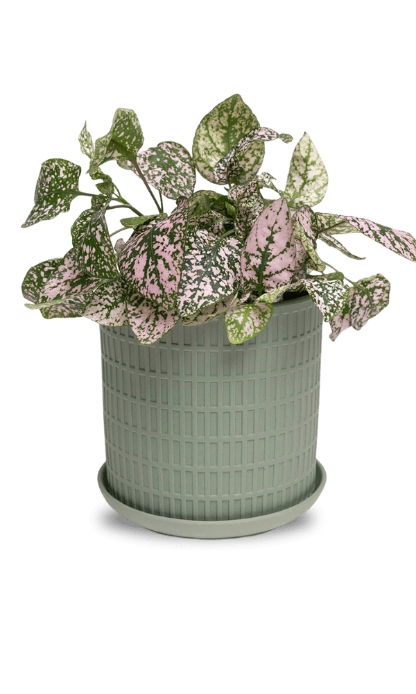 Virago 5" Porcelain Pot With Drainage Hole And Saucer - Chive Ceramics Studio - Pots - Chive Ceramics Studio