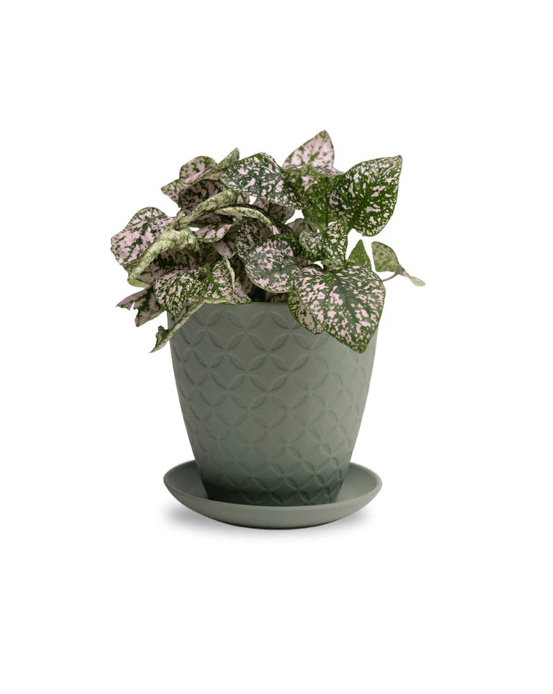 Virago 5" Porcelain Pot With Drainage Hole And Saucer - Chive Ceramics Studio - Pots - Chive Ceramics Studio