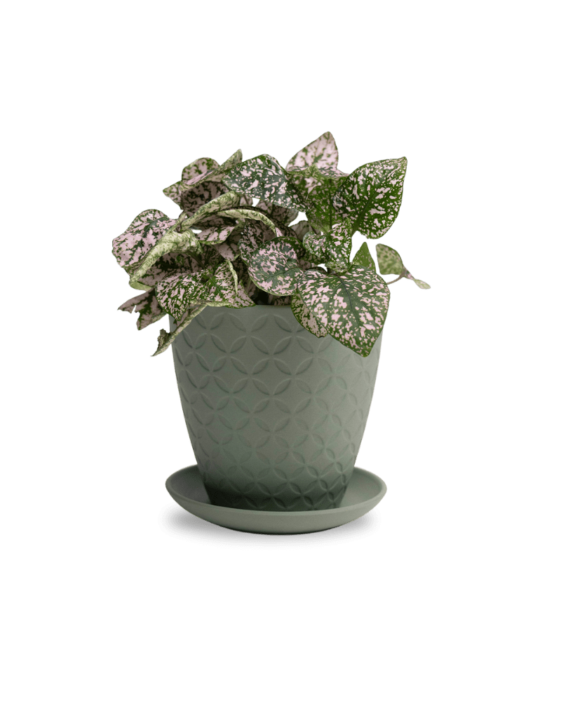 Virago 5" Porcelain Pot With Drainage Hole And Saucer - Chive Ceramics Studio - Pots - Chive Ceramics Studio