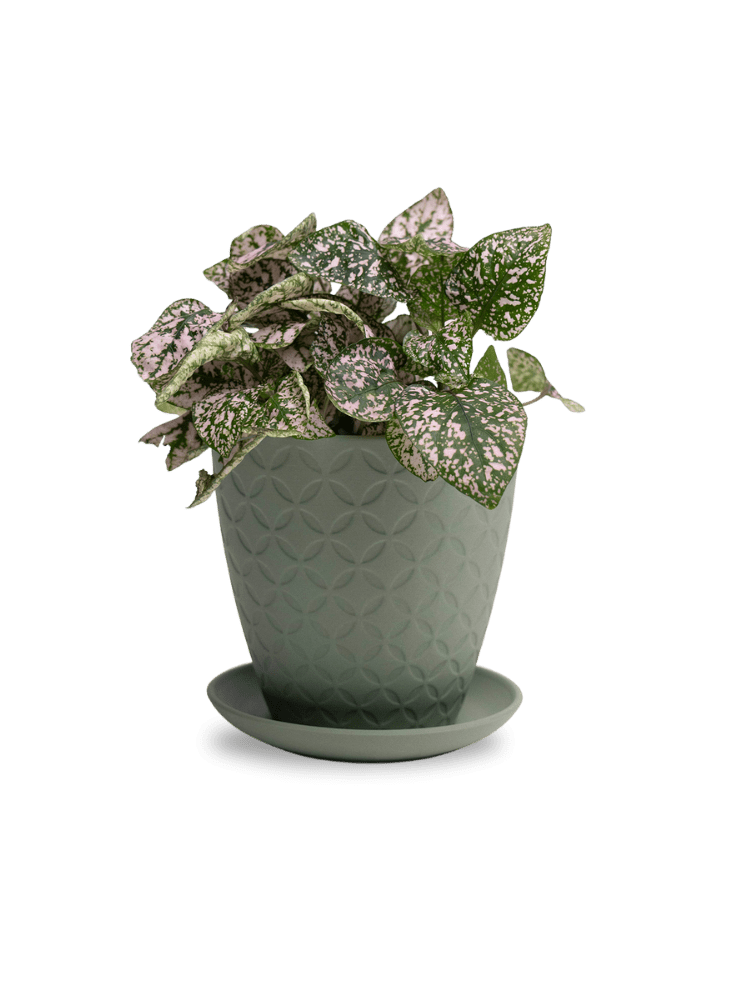 Virago 5" Porcelain Pot With Drainage Hole And Saucer - Chive Ceramics Studio - Pots - Chive Ceramics Studio