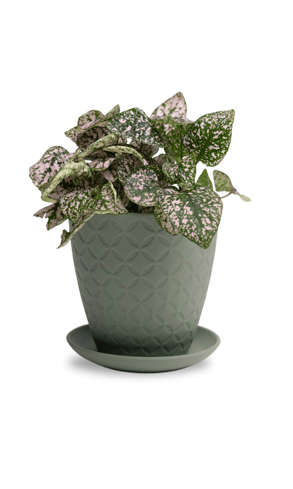 Virago 5" Porcelain Pot With Drainage Hole And Saucer - Chive Ceramics Studio - Pots - Chive Ceramics Studio