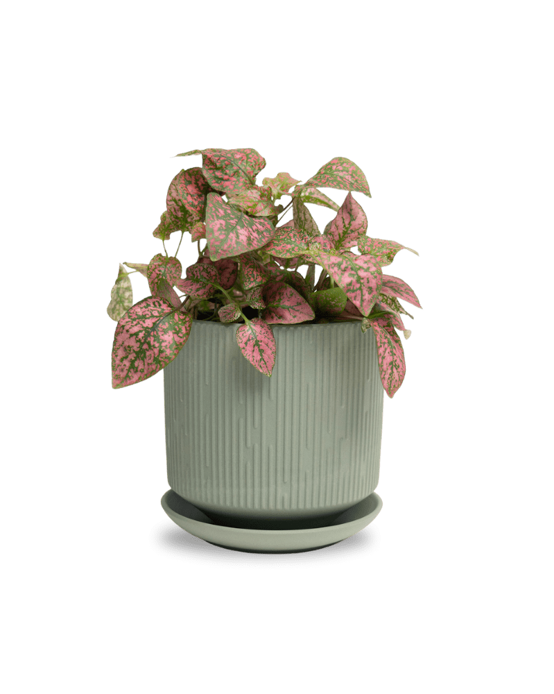 Virago 5" Porcelain Pot With Drainage Hole And Saucer - Chive Ceramics Studio - Pots - Chive Ceramics Studio