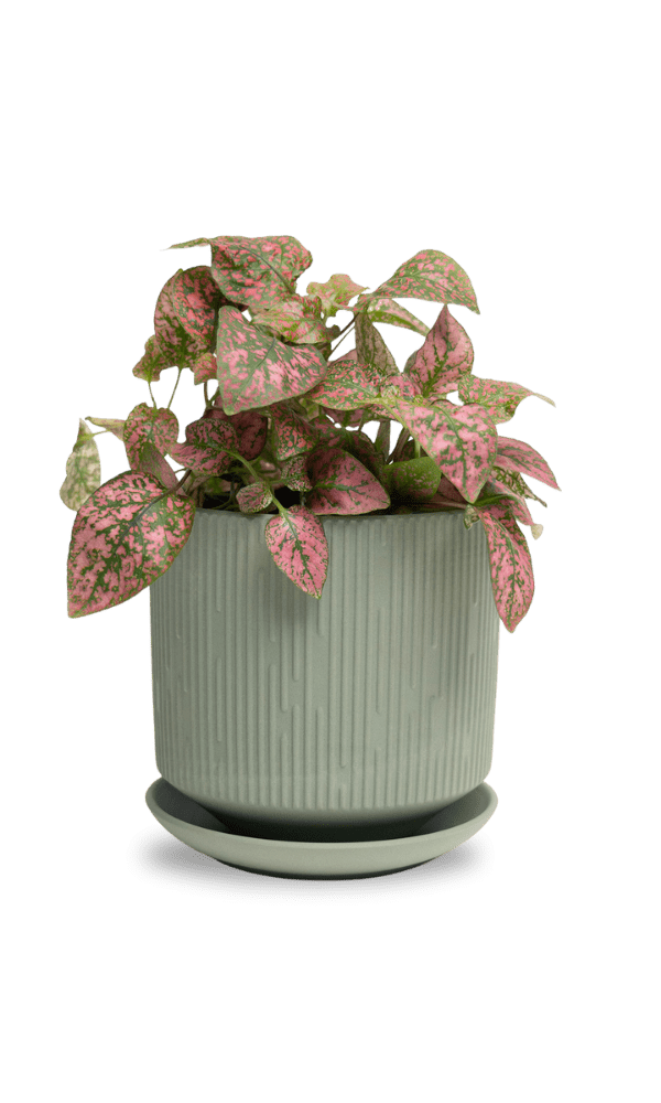 Virago 5" Porcelain Pot With Drainage Hole And Saucer - Chive Ceramics Studio - Pots - Chive Ceramics Studio