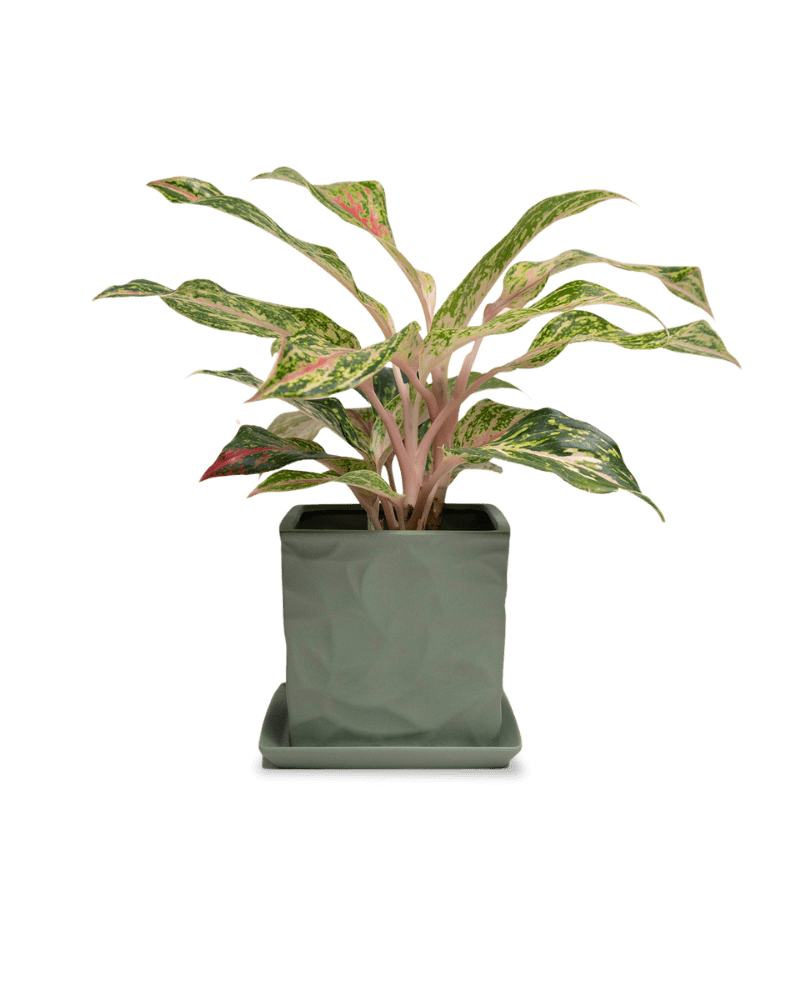 Virago 5" Porcelain Pot With Drainage Hole And Saucer - Chive Ceramics Studio - Pots - Chive Ceramics Studio