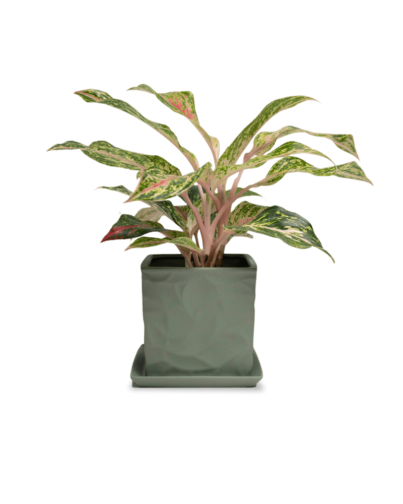 Virago 5" Porcelain Pot With Drainage Hole And Saucer - Chive Ceramics Studio - Pots - Chive Ceramics Studio