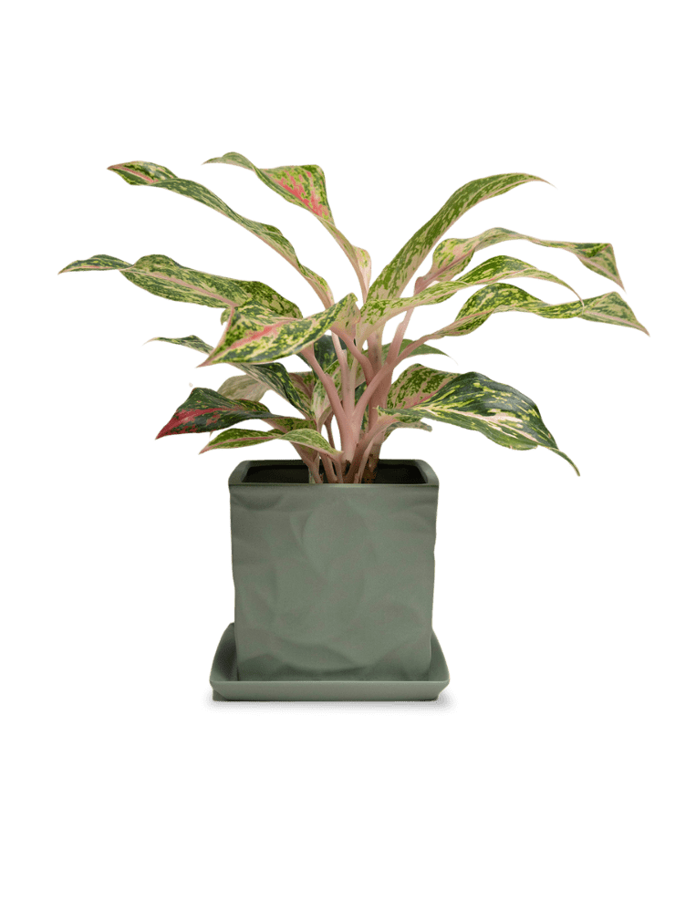 Virago 5" Porcelain Pot With Drainage Hole And Saucer - Chive Ceramics Studio - Pots - Chive Ceramics Studio