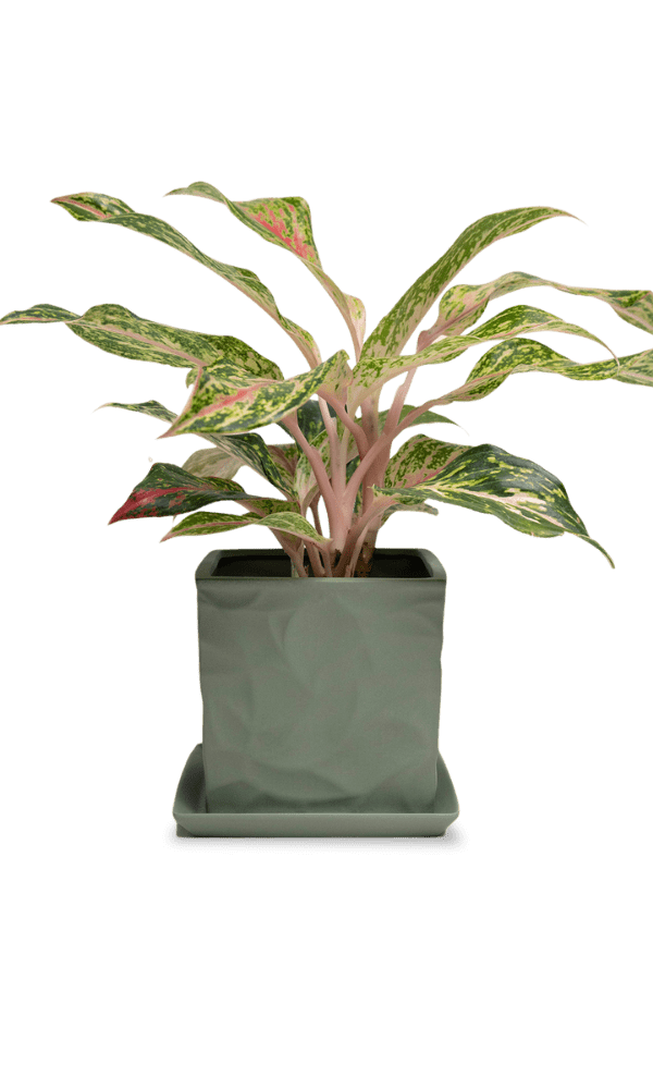 Virago 5" Porcelain Pot With Drainage Hole And Saucer - Chive Ceramics Studio - Pots - Chive Ceramics Studio