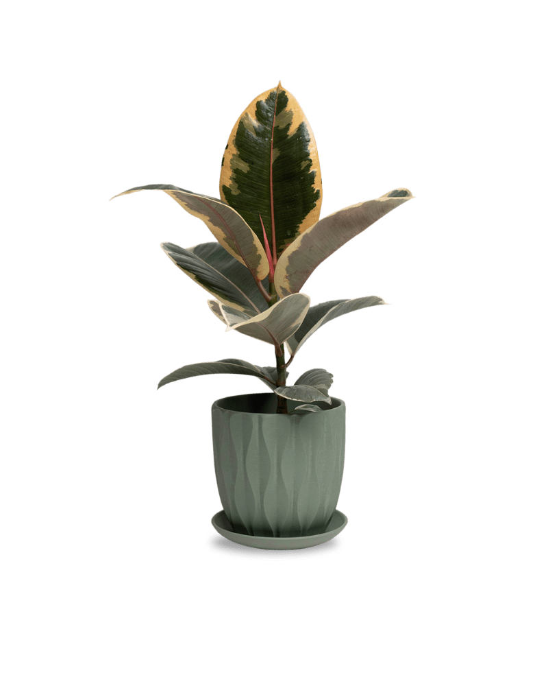 Virago 5" Porcelain Pot With Drainage Hole And Saucer - Chive Ceramics Studio - Pots - Chive Ceramics Studio