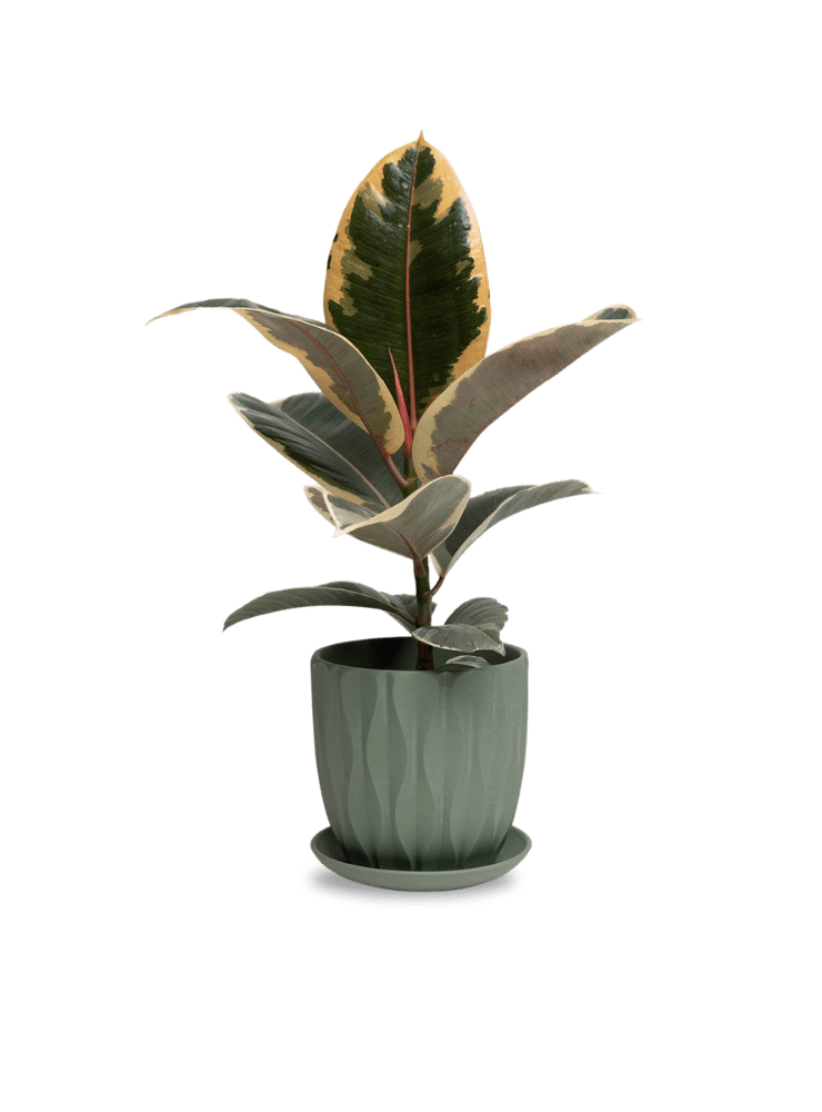 Virago 5" Porcelain Pot With Drainage Hole And Saucer - Chive Ceramics Studio - Pots - Chive Ceramics Studio