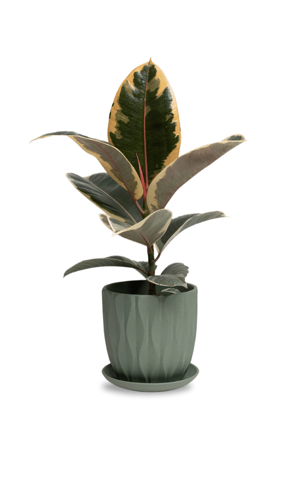 Virago 5" Porcelain Pot With Drainage Hole And Saucer - Chive Ceramics Studio - Pots - Chive Ceramics Studio