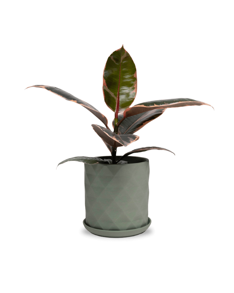 Virago 5" Porcelain Pot With Drainage Hole And Saucer - Chive Ceramics Studio - Pots - Chive Ceramics Studio