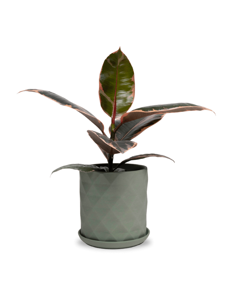 Virago 5" Porcelain Pot With Drainage Hole And Saucer - Chive Ceramics Studio - Pots - Chive Ceramics Studio