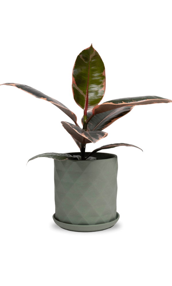 Virago 5" Porcelain Pot With Drainage Hole And Saucer - Chive Ceramics Studio - Pots - Chive Ceramics Studio