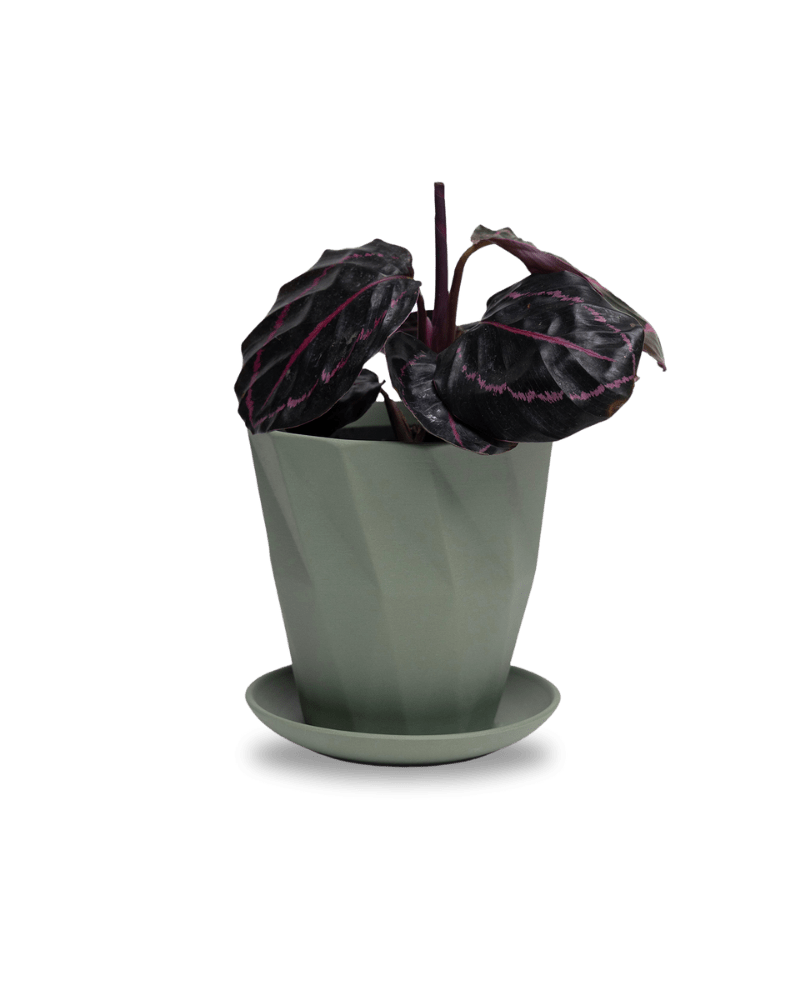 Virago 5" Porcelain Pot With Drainage Hole And Saucer - Chive Ceramics Studio - Pots - Chive Ceramics Studio