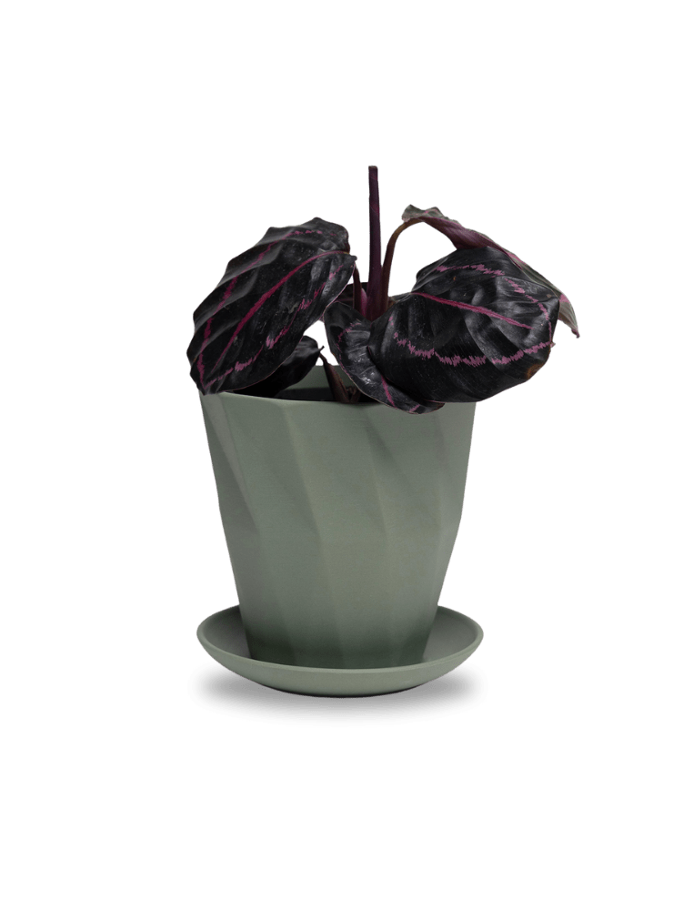 Virago 5" Porcelain Pot With Drainage Hole And Saucer - Chive Ceramics Studio - Pots - Chive Ceramics Studio