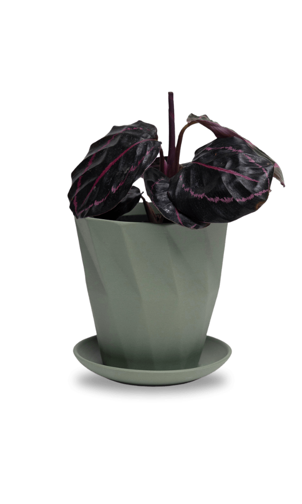 Virago 5" Porcelain Pot With Drainage Hole And Saucer - Chive Ceramics Studio - Pots - Chive Ceramics Studio