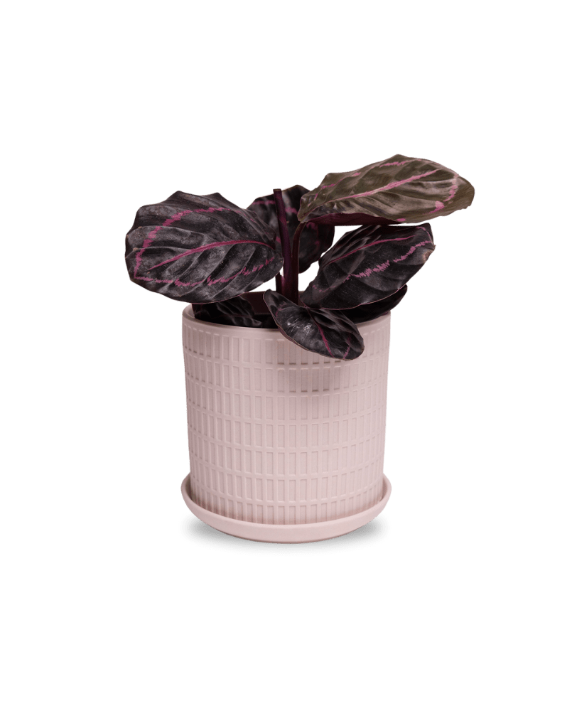 Virago 5" Porcelain Pot With Drainage Hole And Saucer - Chive Ceramics Studio - Pots - Chive Ceramics Studio