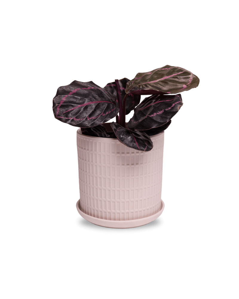 Virago 5" Porcelain Pot With Drainage Hole And Saucer - Chive Ceramics Studio - Pots - Chive Ceramics Studio